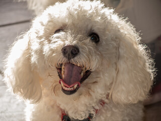 Bichon Frise dog panting and smiling	