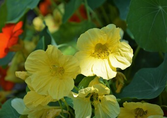 Garden flowers are pale yellow