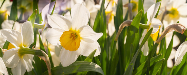 White and yellow daffodils close-up.