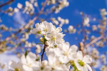 White cherry flowers bloom in spring on the tree.
