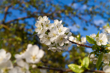 White cherry flowers bloom in spring on the tree. Spring flowers against the blue sky. Wonderful blooming in the orchard. background.