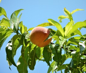A peach ripening on a branch