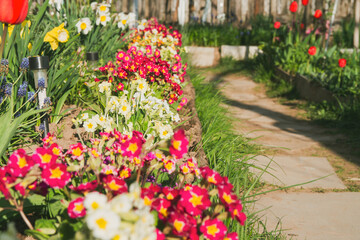 Beautiful multi-colored bright primrose flowers in a flower bed.