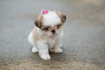 Cachorrinho peludo com laço rosa na orelha.