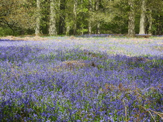 Woodland with Bluebells