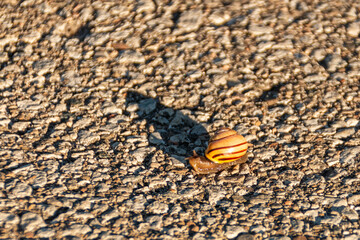 Snail and shadow