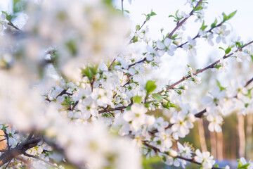 White cherry flowers begin blooming in the garden. Beautiful flowering branch of cherry on blurred garden background. Close-up, spring theme of nature.