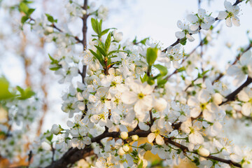 A cherry blossoms composed of aggregates that grow on the thinnest branches of cherry blossom's tree.