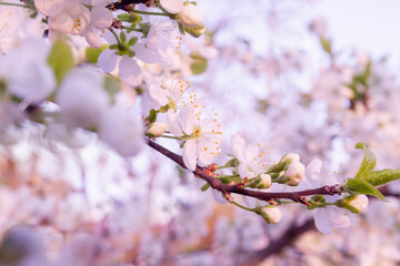 The white cherry blossoms on the tree bloomed in spring
