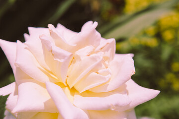 Fototapeta na wymiar close up live white rose