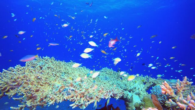 Tropical Underwater Reef Sea Fish. Tropical underwater sea fish. Underwater fish reef marine. Soft and hard corals. Underwater fish garden reef. Reef coral scene. Coral garden seascape. Colourful trop