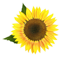 Obraz premium large yellow sunflower with green leaves on a white background