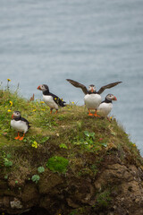 The incredibly beautiful atlantic puffin - Iceland´s most iconic bird. 