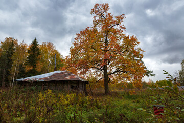 Autumn forest landscape. A tree with orange and gold leaves next to an abandoned hut, with a cloudy...