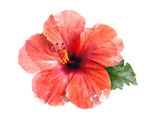 bright red hibiscus flower isolated