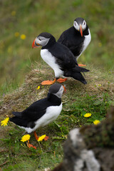 The incredibly beautiful atlantic puffin - Iceland´s most iconic bird. 
