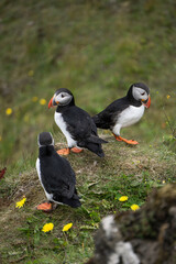 The incredibly beautiful atlantic puffin - Iceland´s most iconic bird. 