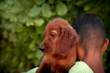  young Irish setter in the arms of a man