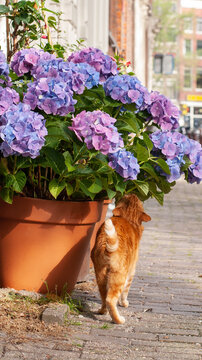 Red cat near a large flowerpot with hydrangea on a city street