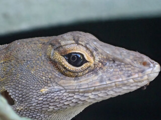 Closeup of brown anole