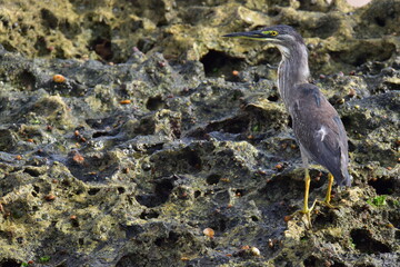 GARÇA REAL PÁSSARO PRAIA NORDESTE BRASIL