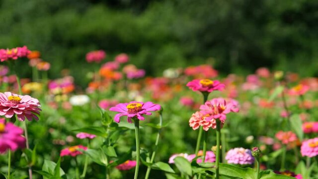 Vibrant zinnias in bloom closeup