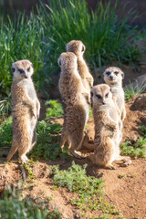 Meerkat - Suricata suricatta standing on a stone guarding the surroundings in sunny weather. Photo has nice bokeh.