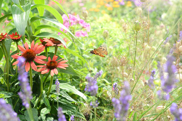 Schmetterling 744