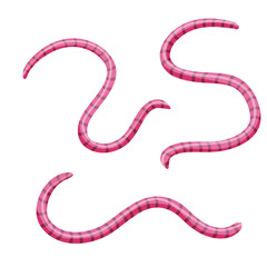 Fototapeta premium Set of earthworms. Isolated Fishing bait.