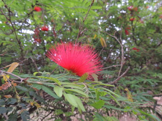flower in the garden
