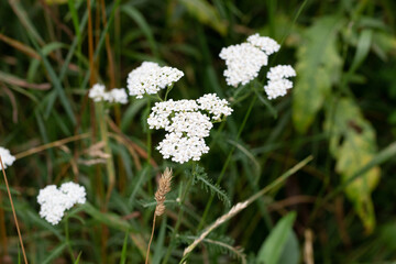 Fototapeta premium White milfoil, nosebleed flowers in summer meadow