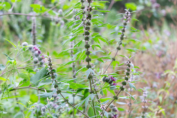 blooming motherwort grow in summer meadow