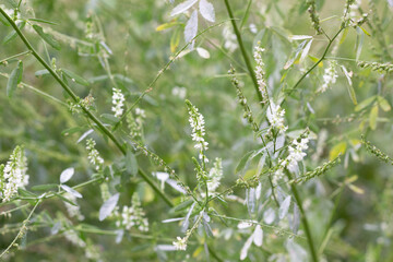 White sweet clover blooming plant in summer meadow