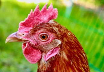 Portrait von einem Bio Huhn auf einer Wiese in artgerechter freilandhaltuung. Huhn,Henne Portrait of a happy hen. 