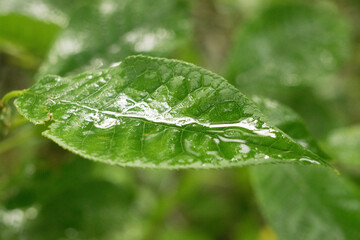 Leaf with water droplets after rain. A bokeh picture of water droplet from a plant taken after the rain.
