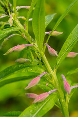 Pink flower buds, green stem and sit midges