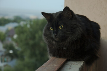 portrait of a black cat resting on the parapet of a balcony