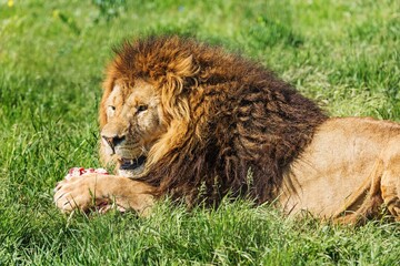 Lion Eating a Piece of Meat