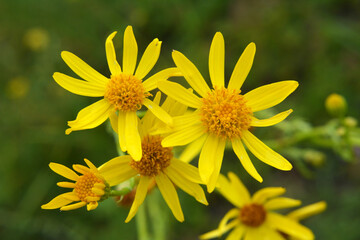Senecio blooms in the wild