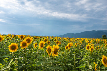 Young sunflower field during a cloudy day