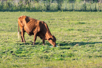 Skinny brown cow drinking water from a puddle in a field