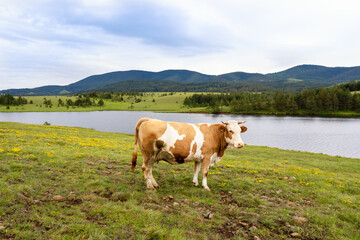 A cow on the mountain