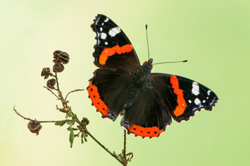 butterfly Vanessa atalanta,  the red admirable  sits on a blade of grass in the meadow before sunset