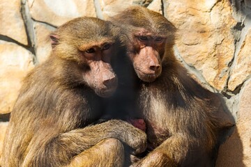 Fototapeta premium Baboon Babies