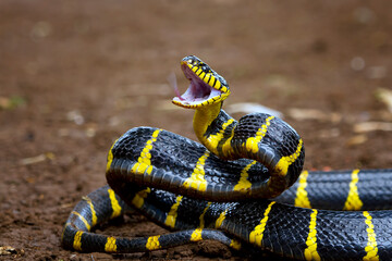 Boiga snake dendrophila yellow ringed ready to attack