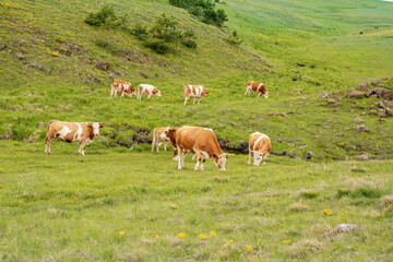 A brown cows on a pasture