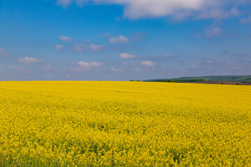 Fototapeta premium Blooming rapeseed field in Ukrainian countryside