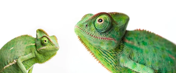 Foto op Canvas chameleon - Chamaeleo calyptratus on a branch isolated on white © Vera Kuttelvaserova