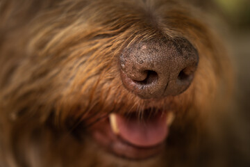 Big dog with brown fur mouth and nose macro detail