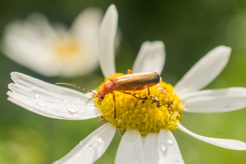 Macro photography of Cantharidae, on a Daisy flower. The photo was taken in Russia